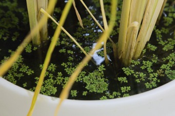 rice and azolla