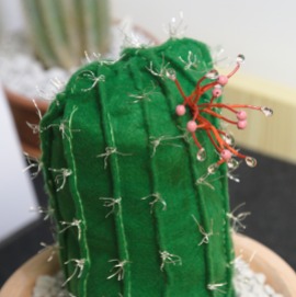 the eulychnia cactus